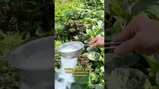 Unbelievable 😱 Role of baking soda viralvideo gardenning agriculture fyp viralvideo tiktok [upl. by Enomes]