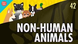 NonHuman Animals Crash Course Philosophy 42 [upl. by Mannie414]