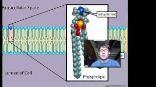 Cell Membranes [upl. by Noyerb]