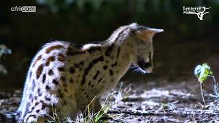 Gorgeous Genet Hunting At Lentorre Lodge [upl. by Graeme]