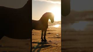 Schleich Horse Photography❤️shortsvideo photography schleichpferde schleichhorseclub beautiful [upl. by Eylrahc]