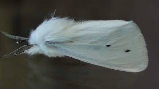 Virginian Tiger Moth Erebidae Spilosoma virginica Lateral View [upl. by Trubow]