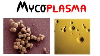 Mycoplasma [upl. by Ybba]