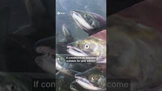 Warning to anglers to stay vigilant after invasive fish caught news shorts salmon fishing [upl. by Assetal104]