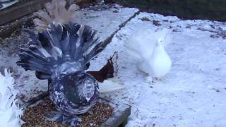 Indian Fantail Pigeons [upl. by Fannie]