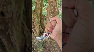 Karambit karambitknife survival edc bushcraft pesca blade edcknife shortsvideo shorts [upl. by Aticilef]