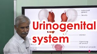 52Zoology  Organs amp Organ system in animals  Urinogenital system [upl. by Hsaka]