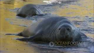 Ocean Footage Funny Animals [upl. by Ber893]