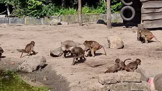 Hamadryas baboon and their enclosure [upl. by Cornela]