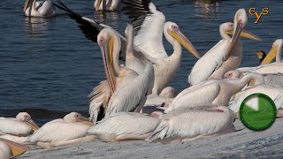 Birds at the Mishmar Hasharon Reservoir  Птицы на водохранилище Мишмар Хашарон [upl. by Llahsram]