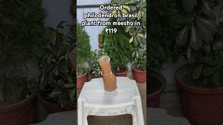 Ordered philodendron brasil plant from meesho shorts youtubeshorts meesho [upl. by Sheffie65]