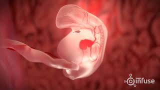 Fetal Development 3D Animation  Infuse Medical [upl. by Rimidalg]