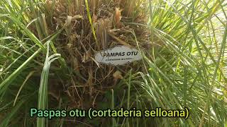 Pampas otu cortaderia selloana [upl. by Areic302]