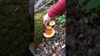 3 Ways to Forage More Mushrooms [upl. by Lachlan590]