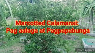 Marcotted Calamansi Pag aalaga at Pagpapabunga [upl. by Lucrece]