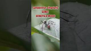 Camponotus singularis si semut berkepala merah insects macrophotography nature macro ant [upl. by Roana]