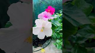 Beauty of Hibiscus गुड़हल Plant in Rain⛈️shorts shortvideo youtubeshorts viralvideo youtube🥰 [upl. by Akeemat]