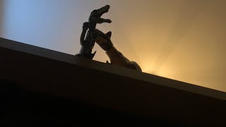 Carno Taurus vs baryonyx my first animation pls no hatestop motion pls no hate [upl. by Eidnahs943]