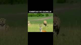 Cheetah vs gazelle ☠️⚡ [upl. by Dare]