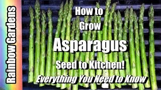 How to Grow Asparagus 101 Seed to Kitchen Everything You Want to Know Problems Planting More [upl. by Tamqrah]