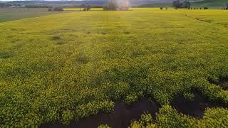 Canola Fields  Ross Tasmania [upl. by Llirrem]