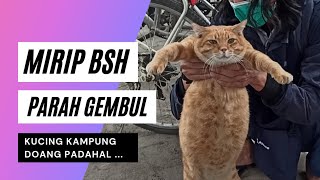 Kucing kampung rasa british short hair di Gili Trawangan [upl. by Newcomer386]