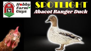 HFG Farm Animal Spotlight Abacot Ranger Duck [upl. by Ayar]