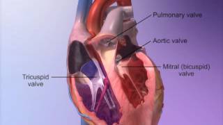 The Heart Valves with Heart amp Circulatory Premium 2 [upl. by Asilanna]