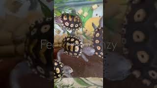 Meal time 😊Baby turtles 🐢babyturtles petturtle turtlelove turtlecare terrapins [upl. by Stoecker]