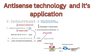 Antisense technology  application of Antisense RNA technology  mechanism of Antisense technology [upl. by Sunderland]