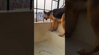 german shepherd dog barking  gsd dog barking  puppy barking  dog barking [upl. by Vookles]