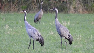 Trana läte Kranich ruf Kurki ääni Trane lyd Grulla Común canto Common Crane Call [upl. by Damara]