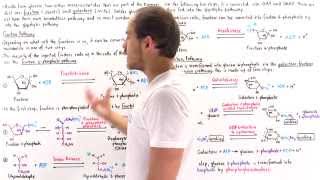 Fructose and Galactose Breakdown Pathways [upl. by Damon300]