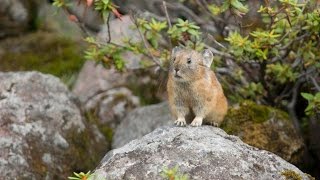 ナキウサギ ４ Japanese Pikas Calling Out  Cute animals in Nature [upl. by Aisyat540]