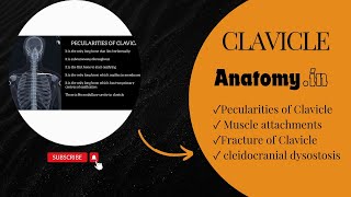 Anatomy  Clavicle  Pecularities  Fracture  cleidocranial dysostosis  anatomy 3danimation [upl. by Euell]