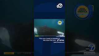 Video captures moment orca kills great white shark [upl. by Holman]