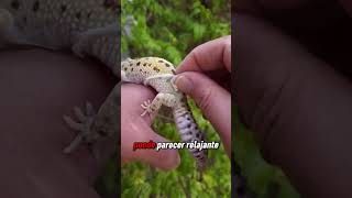 Por qué no deberías quitar la piel de los geckos 🦎😨🤨 [upl. by Gilleod]