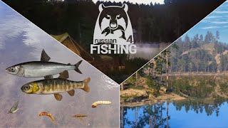 Zwergmaräne und Co  Ehrenfischer Kuori  Russian Fishing 4 [upl. by Nacim456]