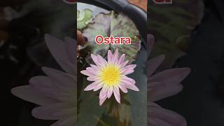 Ostara tropical waterlily youtube gardening shortvideo garden gardenflowers waterplants [upl. by Edora]