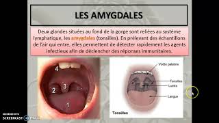 Cours 26  Le système lymphatique [upl. by Kimura]