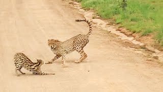 Serval vs Cheetahs [upl. by Elocn973]