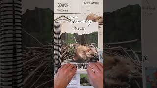 Explore the Fascinating World of Beavers with Our Zoology Club Unit 🦫 fortheloveofhomeschooling [upl. by Neomah]