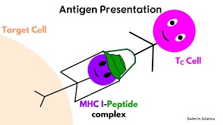 Antigen processing and presentationCytosolic or Endogenous pathway [upl. by Seftton]