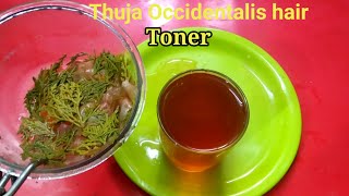 Prevent Hair Loss And Hair Fall With Thuja Onion Peels Hot Water Infused Extract [upl. by Elayor]