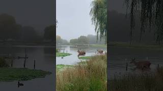 Wandering through Bushy Park on a misty morning today shorts nature trending wildlife [upl. by Nisay261]