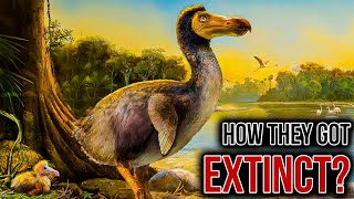 The REAL reason The Dodo Went Extinct [upl. by Dasa]