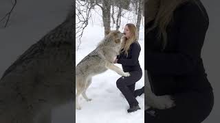 GIRL HOWLS WITH GIANT WOLVES [upl. by Sioled137]