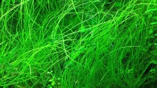 HOW TO PLANT ELEOCHARIS PARVULADwarf Hairgrass [upl. by Stilu]