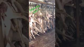 Lamberts Gladwin Michigan Deer Processing 2024 Hunting Success [upl. by Aiynot501]