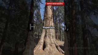 Tallest tree ever  Hyperion  shorts new information nature forest [upl. by Bengt79]